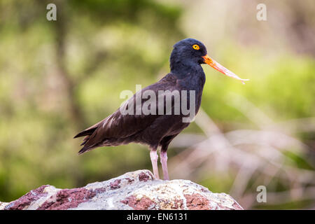 The black oystercatcher (Haematopus bachmani) is a conspicuous black bird found on the shoreline of western North America Stock Photo