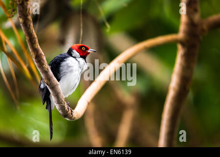 Red-capped cardinal perched on a rainforest branch. The red-capped cardinal (Paroaria gularis) is a small South American bird. Stock Photo