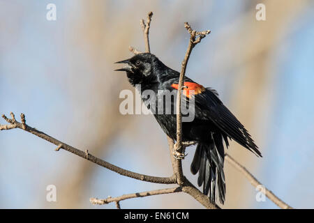 Red-winged blackbird perched on tree branch singing in early Spring. Stock Photo