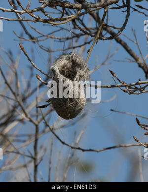 Hanging birds nest Stock Photo