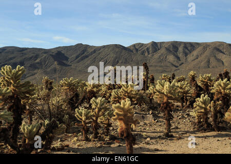 A photograph of some Cholla Cacti in Cholla Cactus Garden in Joshua Tree National Park, in California, USA.