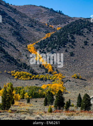 Golden aspen along side of a stream coming down a mountain in the Sierra Nevada  mountains  in California Stock Photo