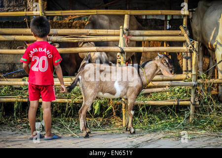 Tangerang, Indonesia. 27th Sep, 2014. Children play on around where goats are tied together for sale after Eid al-Adha prayers at Asmaul Husna Masjid. Eid al-Adha, also known as the Feast of Sacrifice, commemorates prophet Abraham's willingness to sacrifice his son as an act of obedience to God, who in accordance with tradition then provided a lamb in the boy's place. © Garry Andrew Lotulung/Pacific Press/Alamy Live News Stock Photo