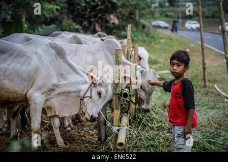 Tangerang, Indonesia. 28th Sep, 2014. Children play on around where goats are tied together for sale after Eid al-Adha prayers at Asmaul Husna Masjid. Eid al-Adha, also known as the Feast of Sacrifice, commemorates prophet Abraham's willingness to sacrifice his son as an act of obedience to God, who in accordance with tradition then provided a lamb in the boy's place. © Garry Andrew Lotulung/Pacific Press/Alamy Live News Stock Photo