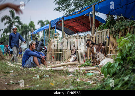 Tangerang, Indonesia. 28th Sep, 2014. A goat vendor waits for customers as goats are offered for sale for Eid al-Adha near to the Asmaul Husna Masjid. Eid al-Adha, also known as the Feast of Sacrifice, commemorates prophet Abraham's willingness to sacrifice his son as an act of obedience to God, who in accordance with tradition then provided a lamb in the boy's place. © Garry Andrew Lotulung/Pacific Press/Alamy Live News Stock Photo