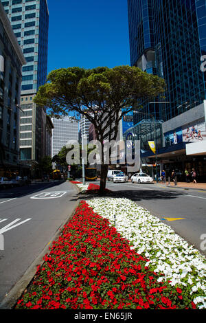 Flowers and office buildings, Lambton Quay, Wellington, North Island, New Zealand Stock Photo