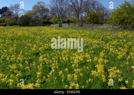 Cowslips Primula veris growing in grass pasture on organic farm in Norfolk Stock Photo