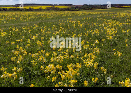 Cowslips Primula veris growing in an organic hay meadow west Norfolk Stock Photo