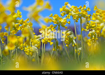 Cowslips Primula veris growing in an organic hay meadow west Norfolk Stock Photo