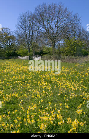 Cowslips Primula veris growing in an organic hay meadow west Norfolk Stock Photo