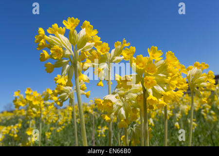 Cowslips Primula veris growing in an organic hay meadow west Norfolk Stock Photo