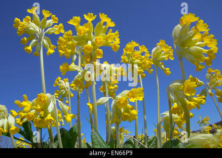 Cowslips Primula veris growing in an organic hay meadow west Norfolk Stock Photo