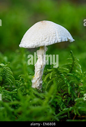 Shield Dapperling (Lepiota clypeolaria), saprobic fungus, poisonus Stock Photo