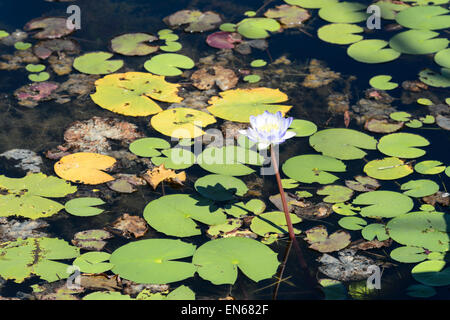 Nymphaea violacea – Blue Lily