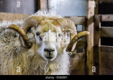 Original sheep. Iceland Stock Photo
