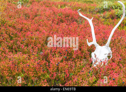 Blueberry wires in autumn color with skull of reindeer Stock Photo