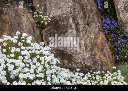 Veronica Iberis sempervirens, evergreen candytuft on rock garden Stock Photo