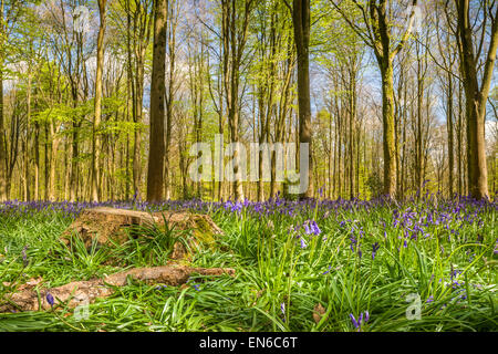 A bright but chilly day at West Woods, near Marlborough in Wiltshire, as the Bluebells are just starting to cover the woodland f Stock Photo