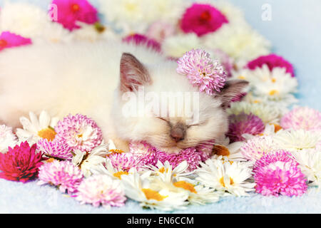Little kitten lying among the flowers Stock Photo - Alamy