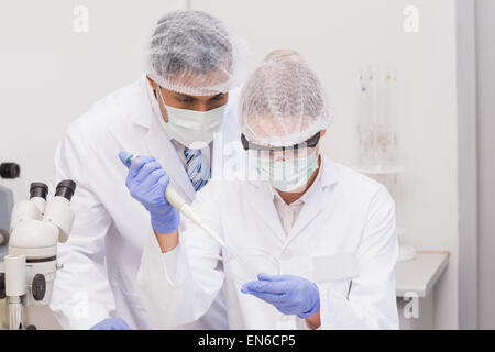Scientist doing experiments in petri dish Stock Photo
