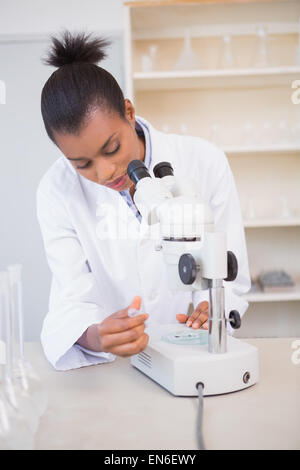 Examining petri dish under microscope Stock Photo - Alamy