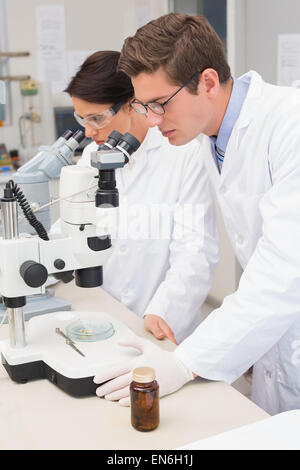 Scientists looking attentively in microscopes Stock Photo
