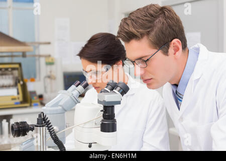 Scientists looking attentively in microscopes Stock Photo