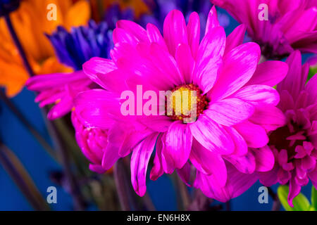 Bouquet of very brightly colored daisies against blue background Stock Photo