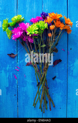 Bouquet of very brightly colored daisies against blue background Stock Photo