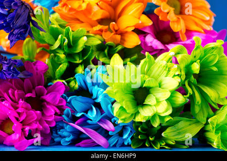 Bouquet of very brightly colored daisies against blue background Stock Photo