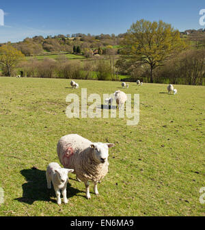 Sheep and newborn lambs. Stock Photo