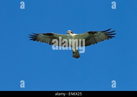 Osprey Pandion haliaetus Gulf coast Florida USA Stock Photo