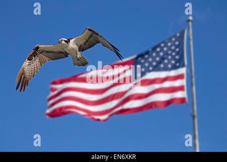 Osprey Pandion haliaetus Gulf coast Florida USA Stock Photo