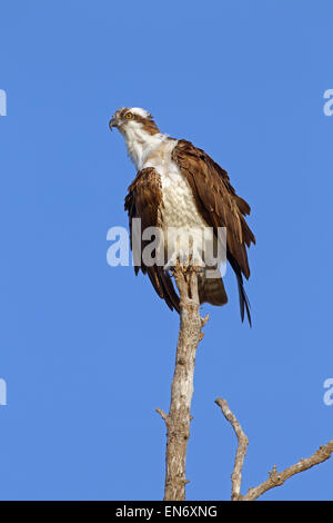 Osprey Pandion haliaetus Gulf coast Florida USA Stock Photo