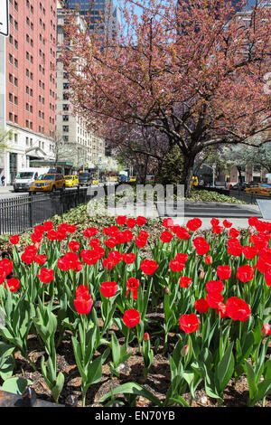 New York, NY, USA. 22 th April, 2015. Park Avenue view with tulips  in NYC seen  in New York City , USA on April 22, 2015 Stock Photo