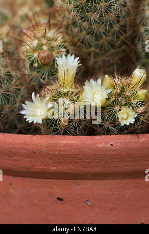 Mammillaria Elongata. Cactus flowers