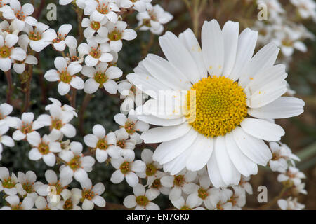 Rhodanthemum hosmariense. Moroccan daisy and Saxifraga cinerea Stock Photo