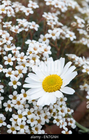 Rhodanthemum hosmariense. Moroccan daisy and Saxifraga cinerea Stock Photo