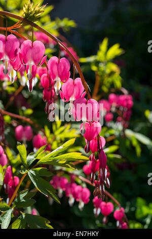 Dicentra Spectabilis (Bleeding Heart) with drooping red flowers in spring sunshine. Stock Photo