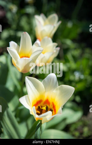 Creamy coloured Tulip flowers opening in spring sunshine. Stock Photo