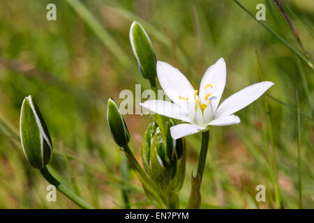 Star-of-Bethlehem flower. Hurst Meadows, West Molesey, Surrey, England. Stock Photo