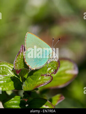 Green Hairstreak butterfly. Sheepleas, East Horsley, Surrey, England. Stock Photo