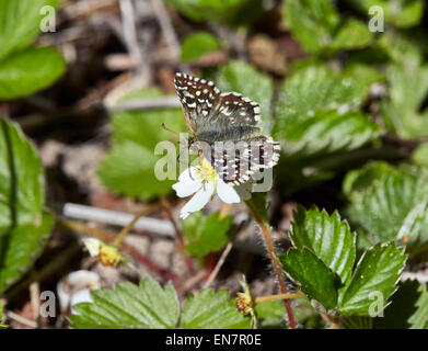Grizzled Skipper butterfly nectaring on wild strawberry. Sheepleas, East Horsley, Surrey, England. Stock Photo