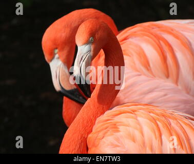 Double portrait of two American or Caribbean flamingos (Phoenicopterus ruber), closeup of the head Stock Photo