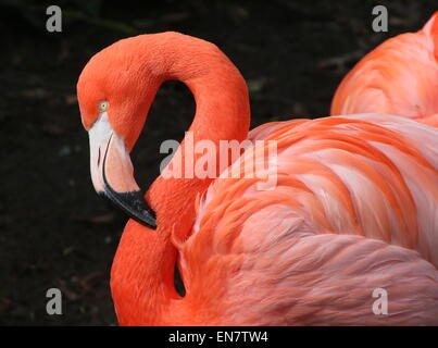 American or Caribbean flamingo ( Phoenicopterus ruber), closeup of the head and body