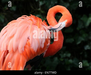 Preening American or Caribbean flamingo ( Phoenicopterus ruber), closeup of the head and body