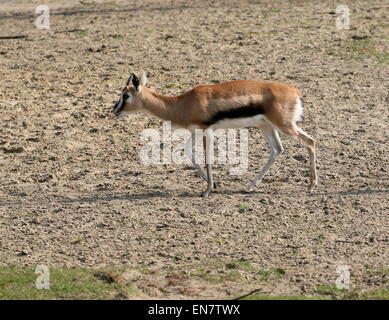 Female East African Thomson's gazelle (Eudorcas thomsonii, Gazella thomsoni) Stock Photo