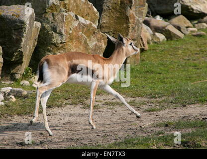 Female East African Thomson's gazelle (Eudorcas thomsonii, Gazella thomsoni) Stock Photo