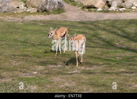 Female East African Thomson's gazelles (Eudorcas thomsonii, Gazella thomsoni) Stock Photo