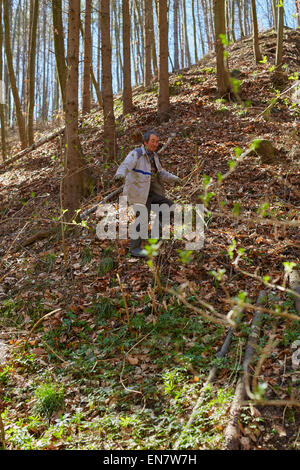 Senior woodcutter in the forest moving to the right tree to mark it for cutting Stock Photo